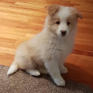 cachorro Border Collie en venta