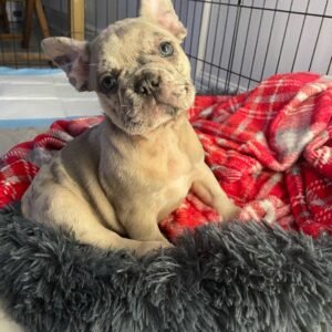Cachorros Saludables en venta